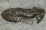 Detailed Scabriscutellum Trilobite - Morocco #359137-2